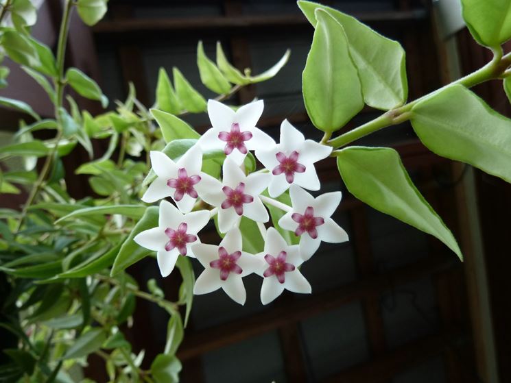 hoya bella 