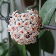 Hoya fioritura