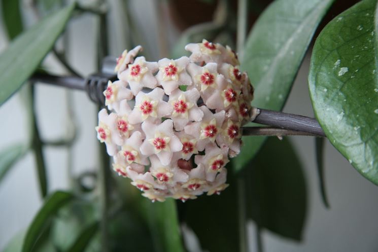 Hoya fioritura