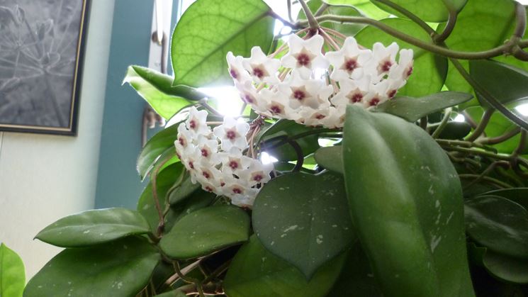 Hoya pianta