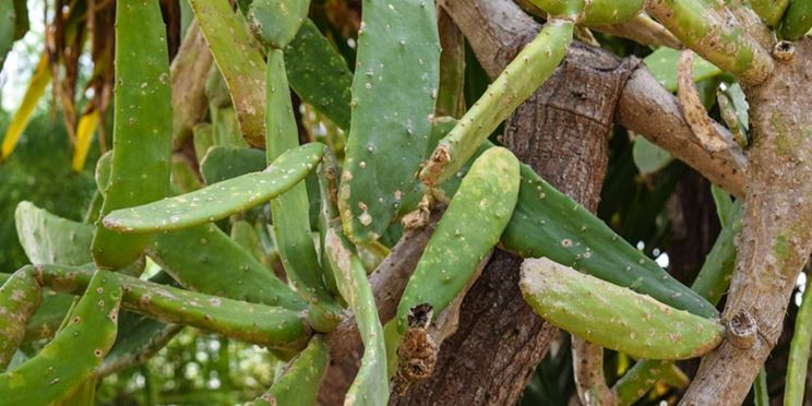 Infestazione cocciniglie