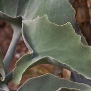 kalanchoe beharensis