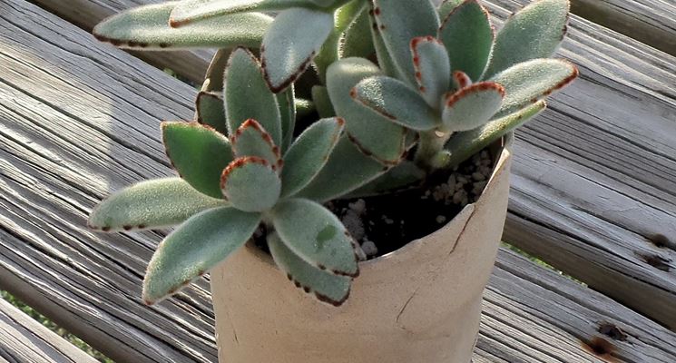 Kalanchoe tomentosa