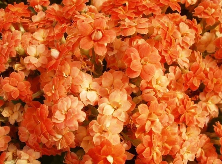 Kalanchoe 