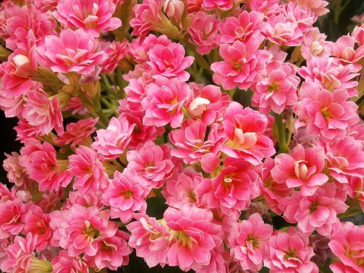 Kalanchoe blossfeldiana