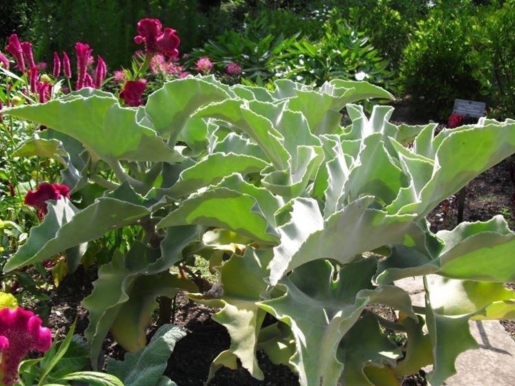 Kalanchoe beharensis