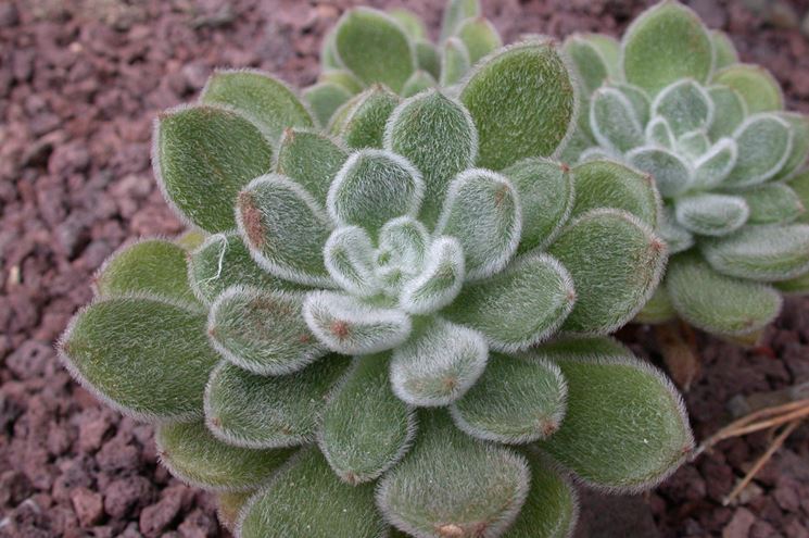 Kalanchoe 