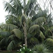 kentia