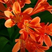 Fiori Clivia