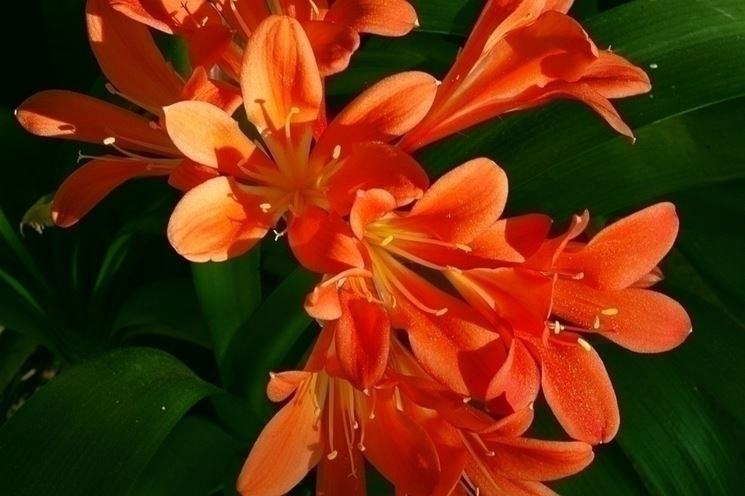 Fiori Clivia