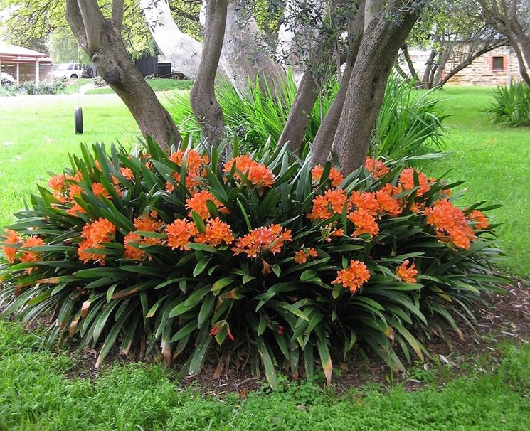 Clivia Miniata coltivata in giardino