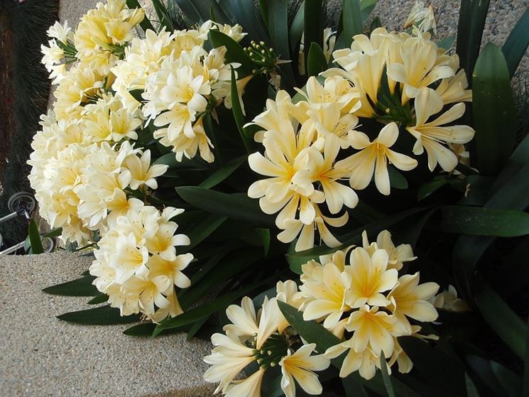 Clivia Miniata