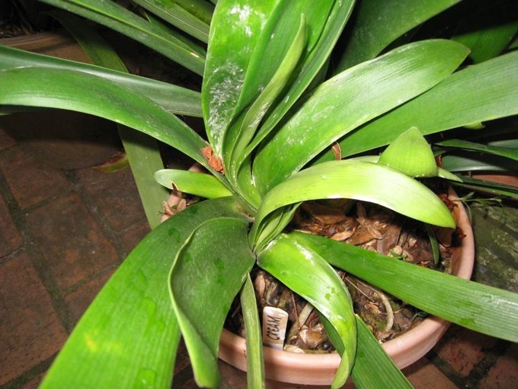 Clivia attaccata da parassiti