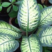 dieffenbachia screziata