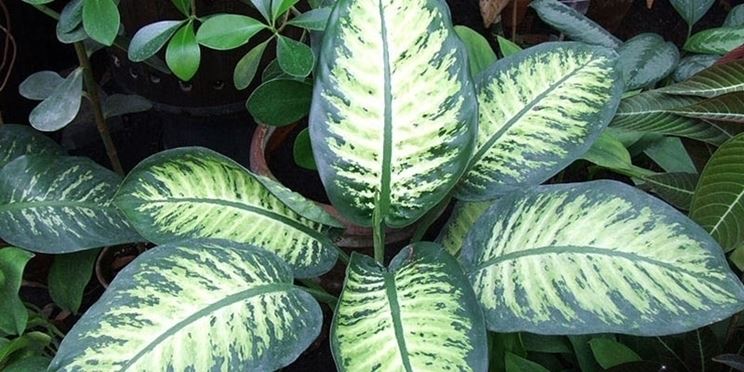 dieffenbachia screziata