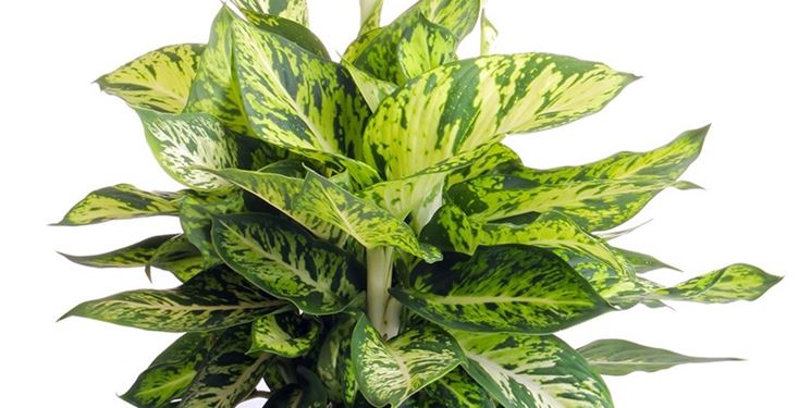 pianta dieffenbachia