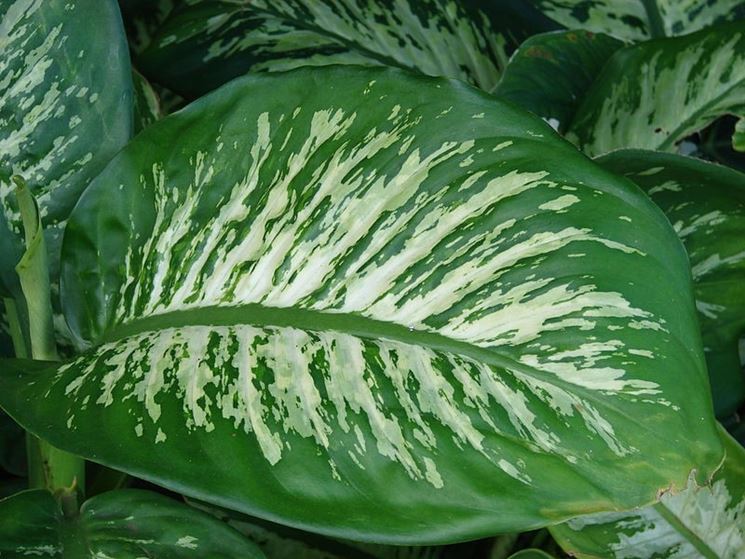 malattie dieffenbachia