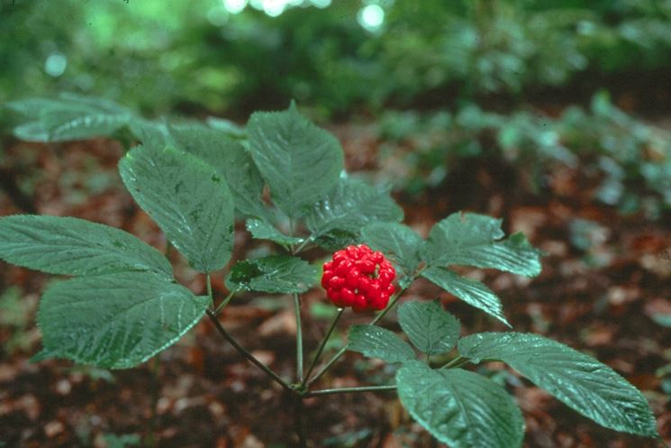 Panax quinquefolius