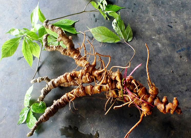 ginseng vietnamita