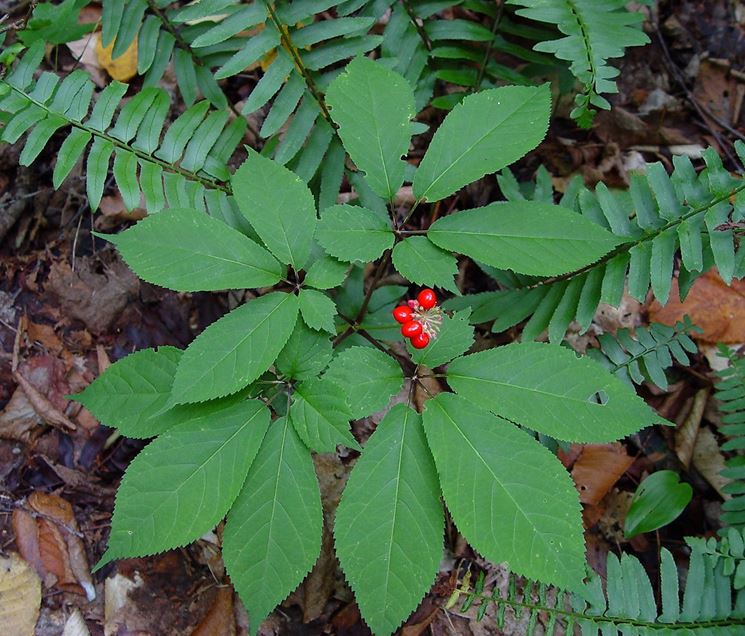 pianta di ginseng