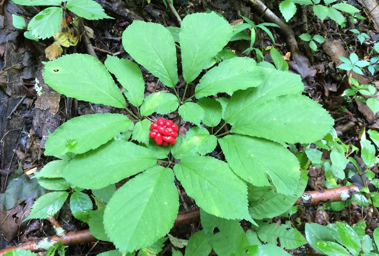 pianta di ginseng