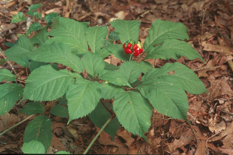 bacche di ginseng