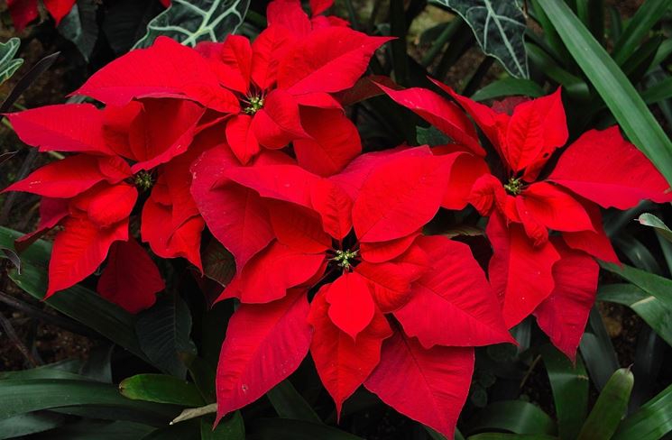 malattie Poinsettia