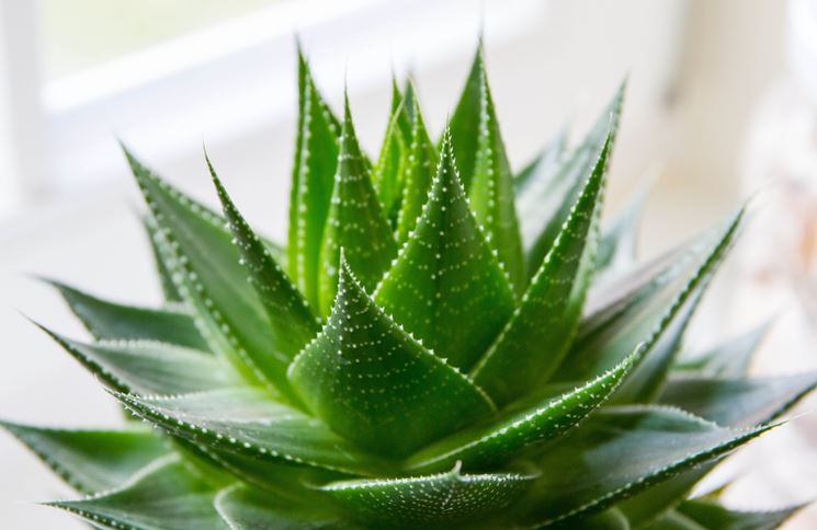 Aloe