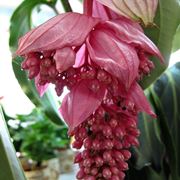 Medinilla 
