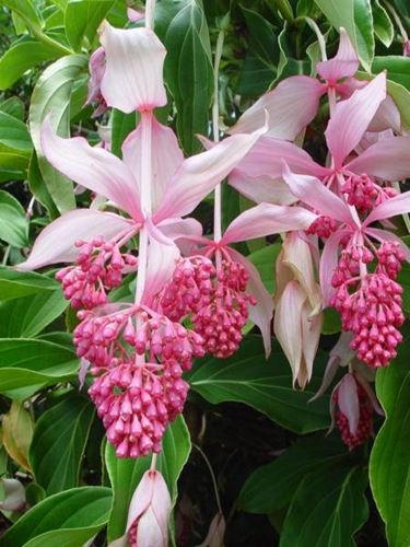 Medinilla 