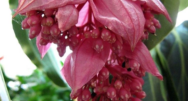Medinilla