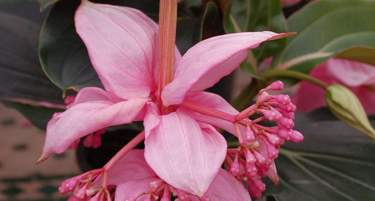 medinilla