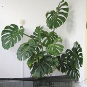 Monstera appartamento