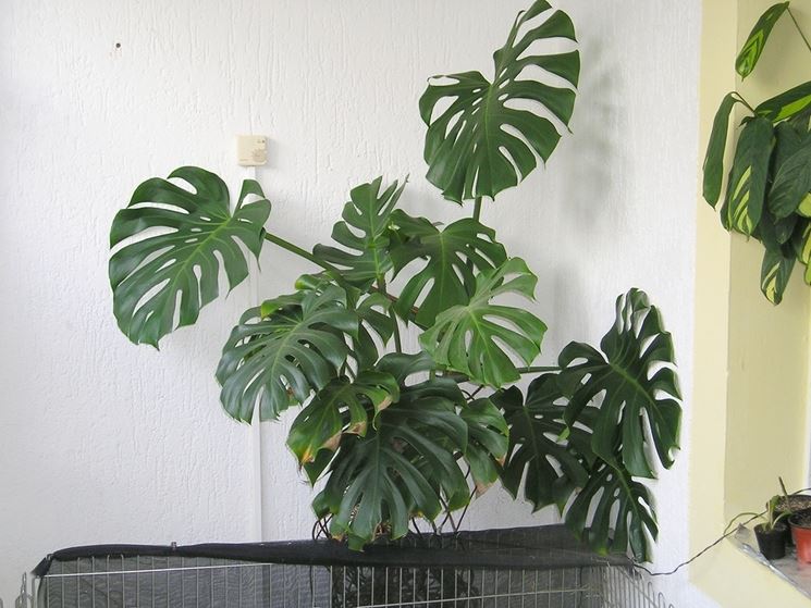 Monstera appartamento