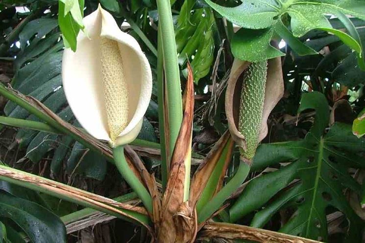 Germoglio monstera