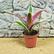 Neoregelia