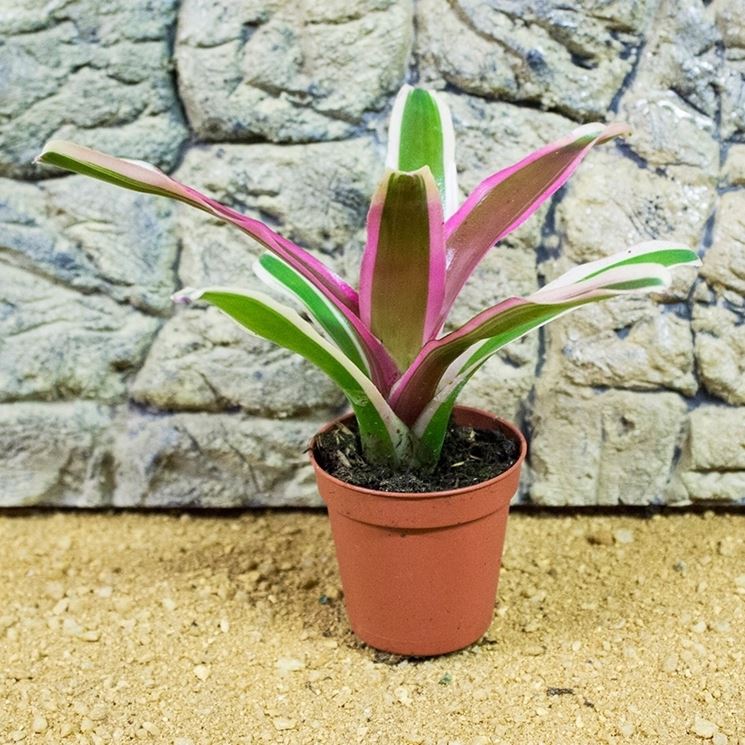 Neoregelia