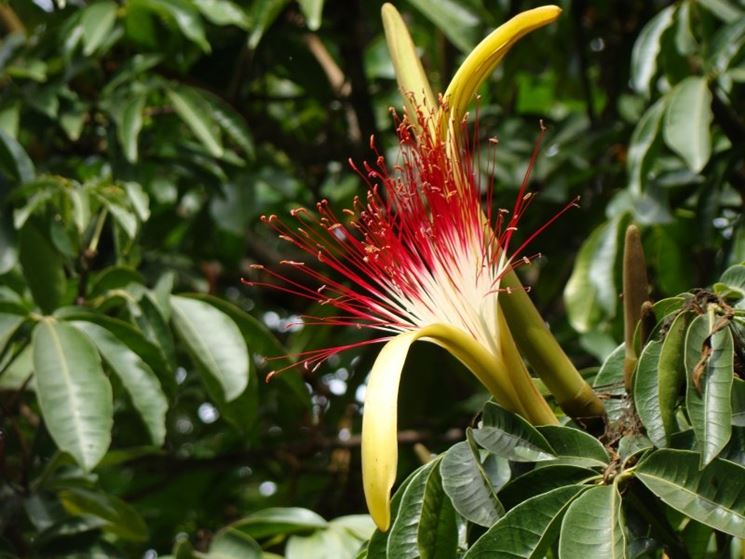 Fiore pachira