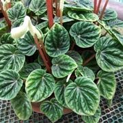 Peperomia caperata fiore