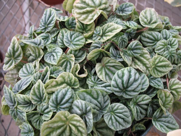 Peperomia