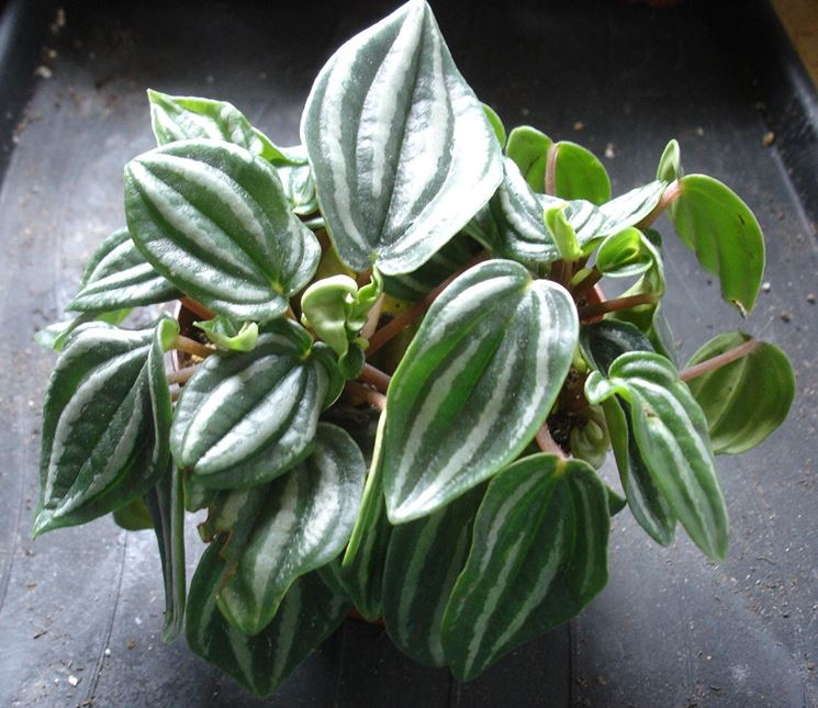 Peperomia pianta