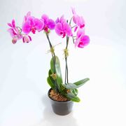 Phalaenopsis