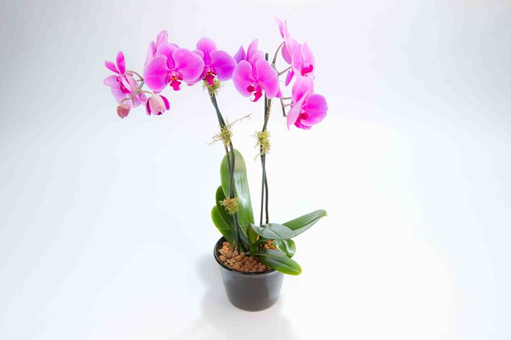 Phalaenopsis