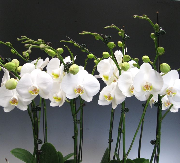 Phalaenopsis