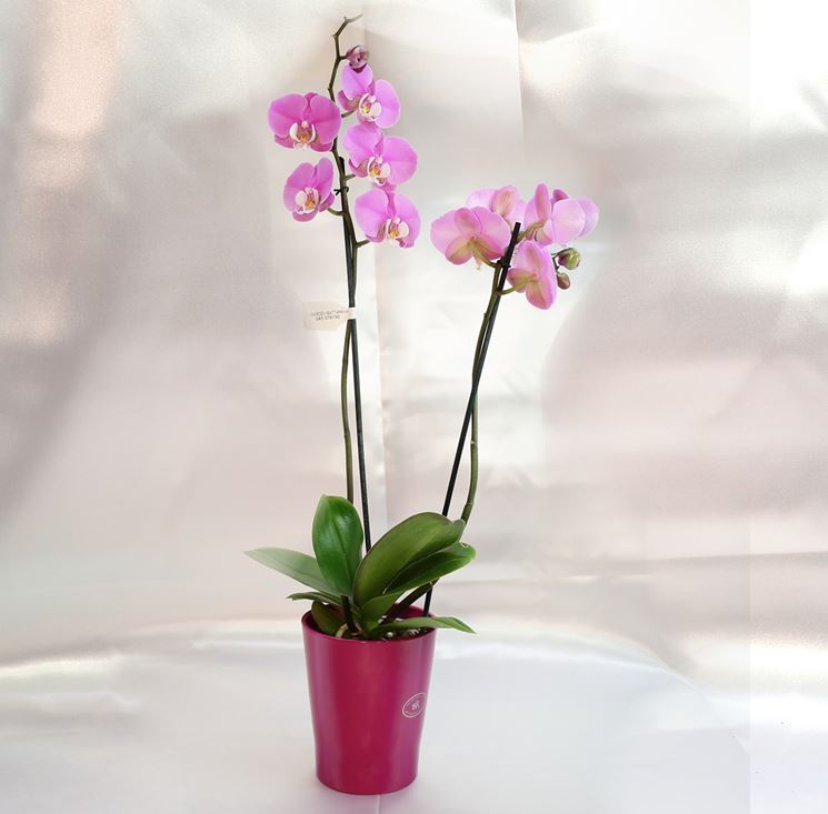 Phalaenopsis