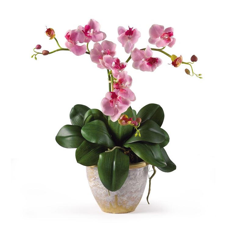 phalaenopsis