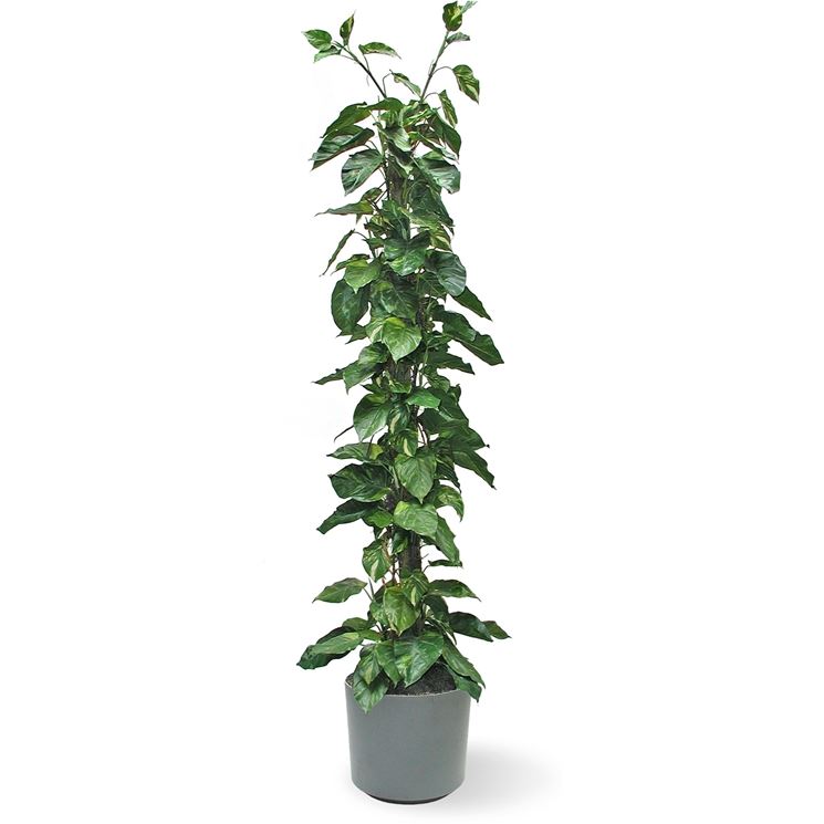 Pothos Piante Da Interno Potos Da Appartamento