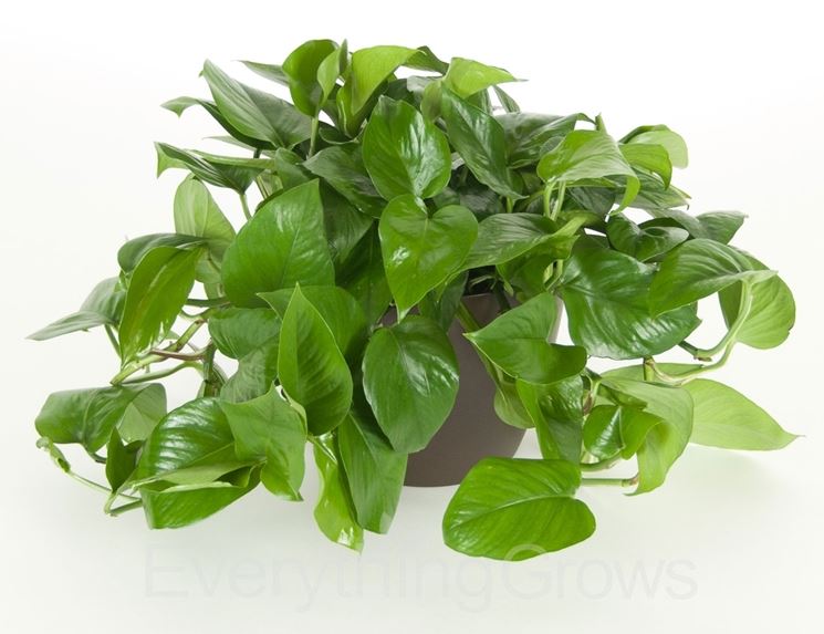 pianta di pothos