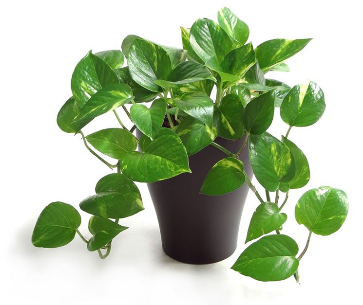 Pothos - Piante da interno - Potos da appartamento