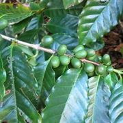 Coffea arabica